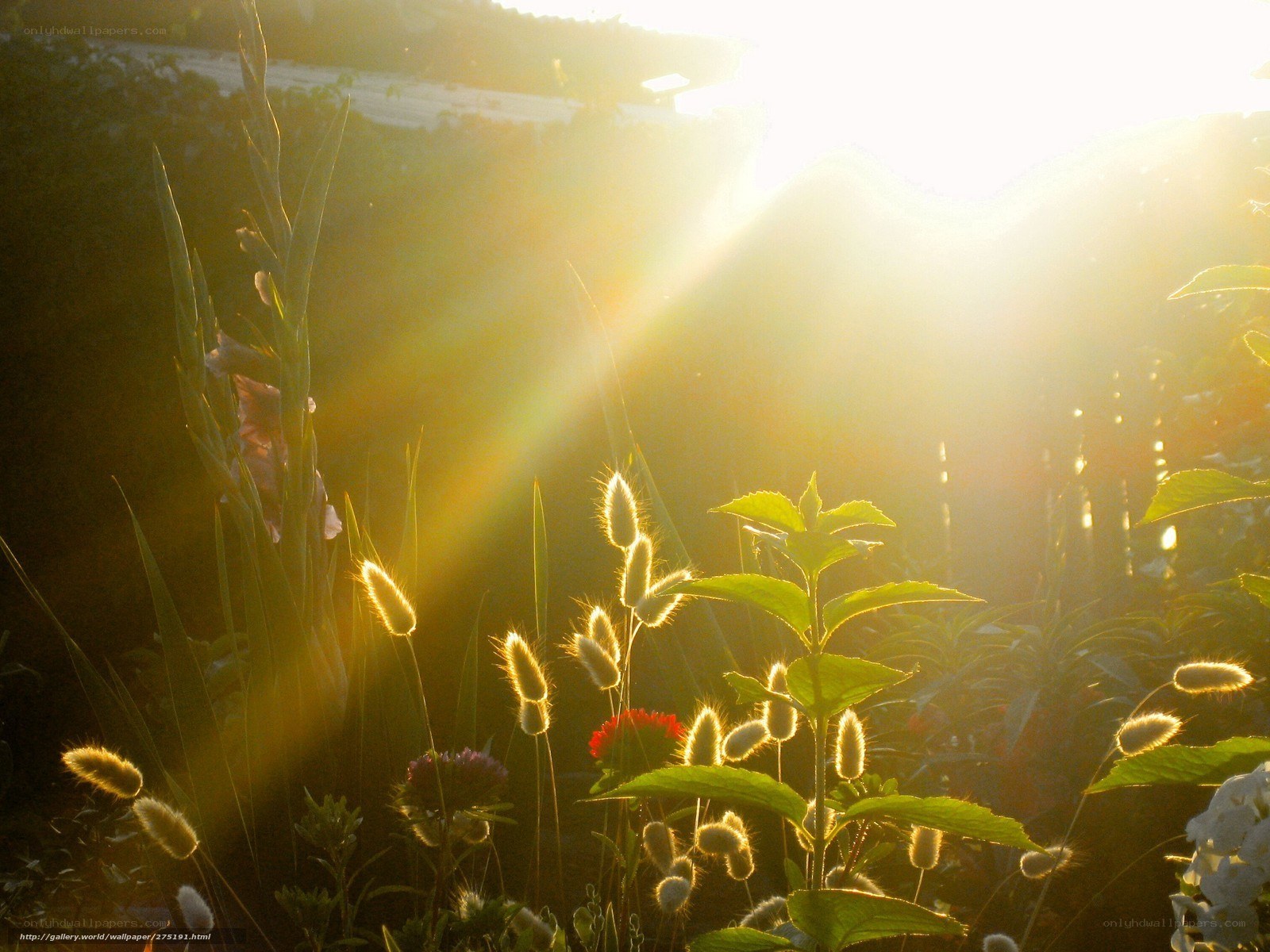 Sunlight through garden plants