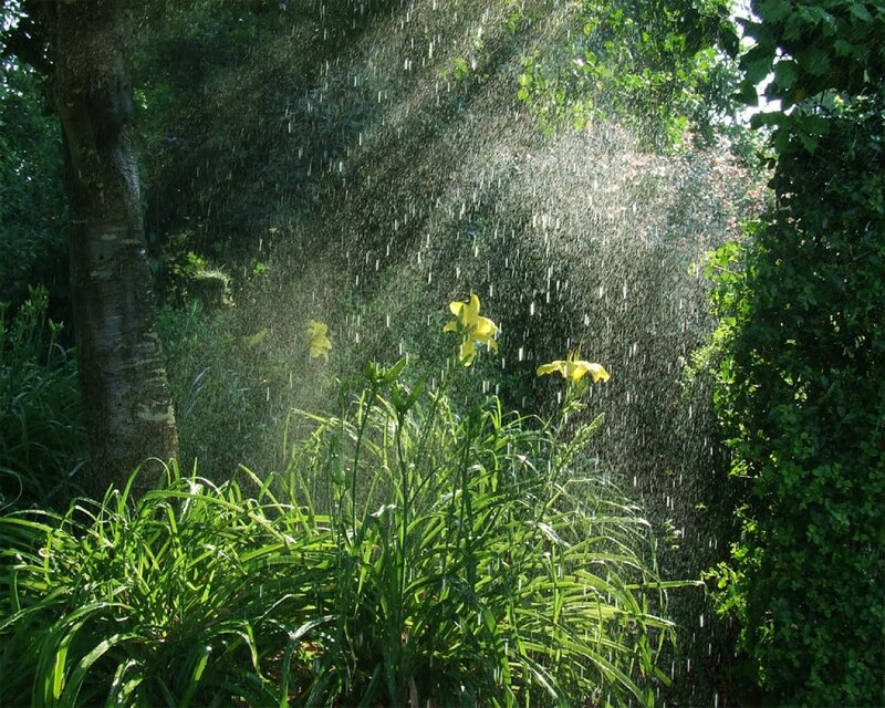Sunlight through garden rain
