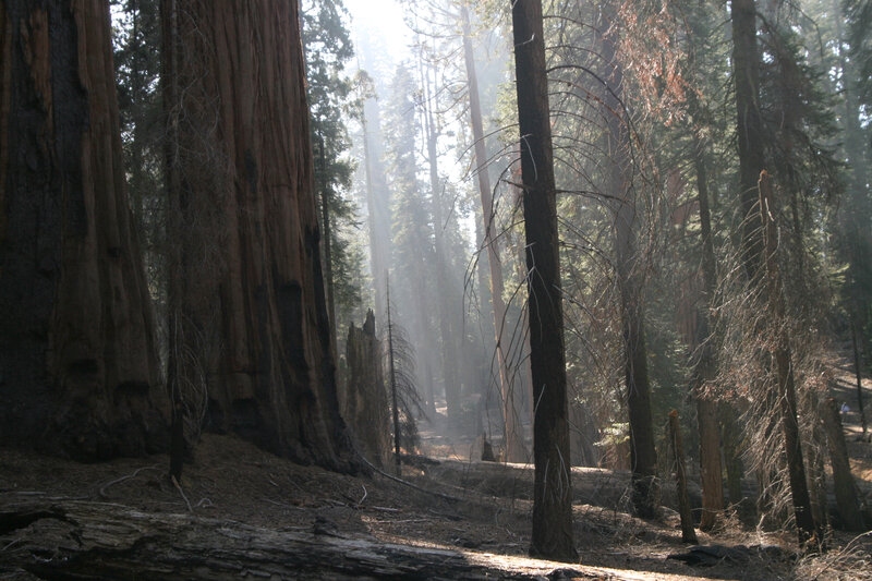 Sunlight through giant sequoias