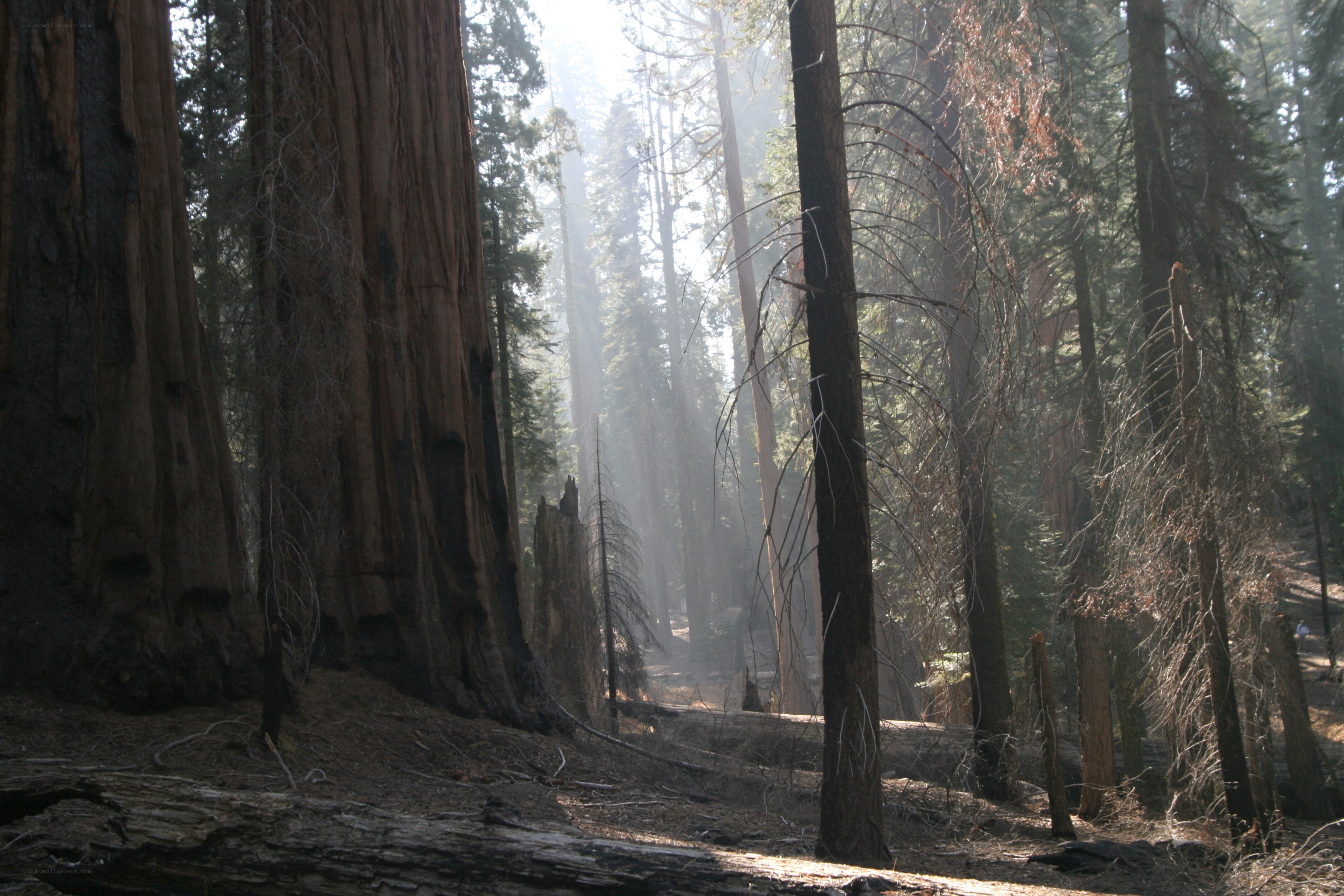 Sunlight through giant sequoias