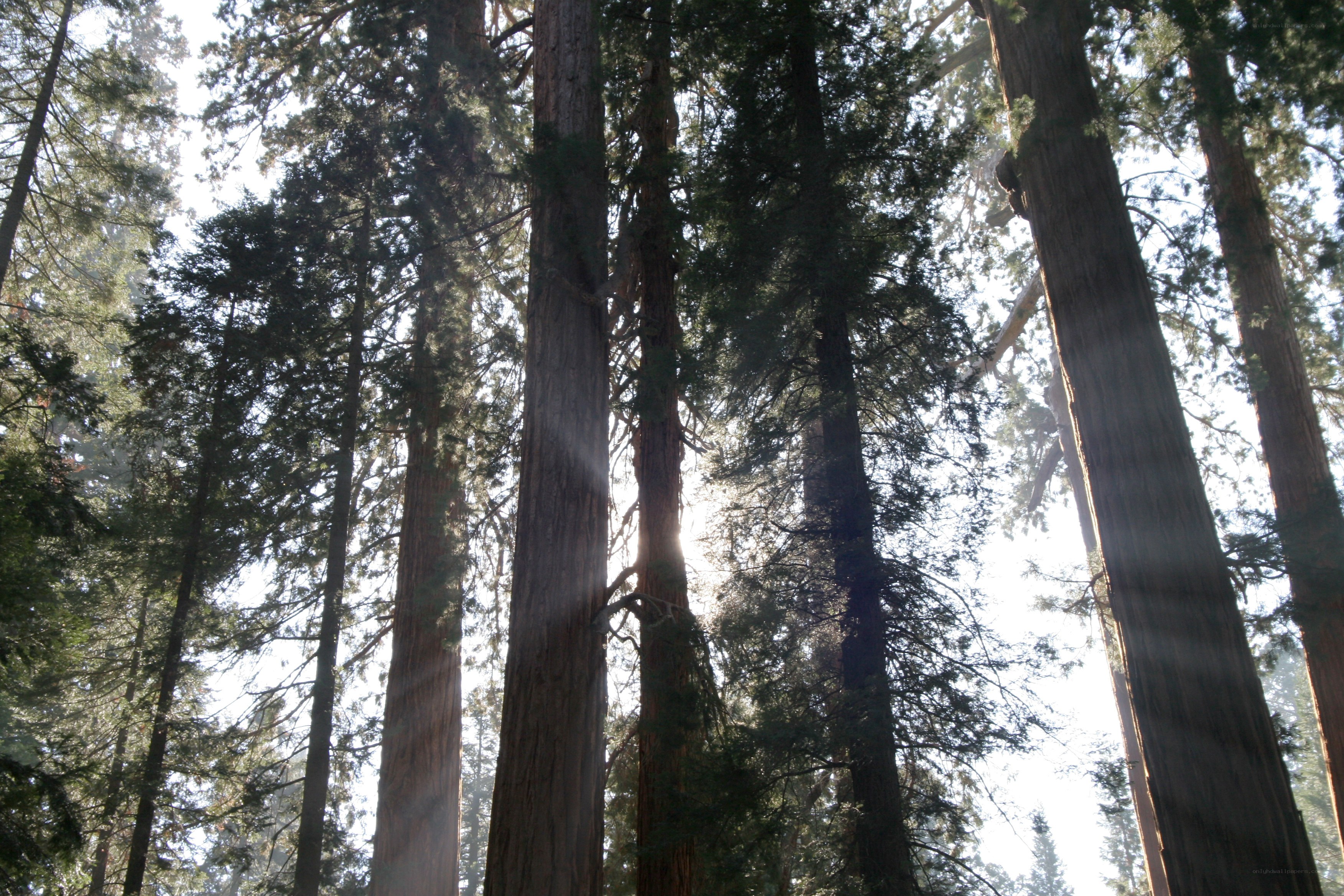 Sunlight through giant sequoias
