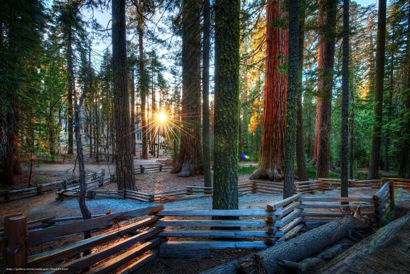 Sunlight through giant sequoias