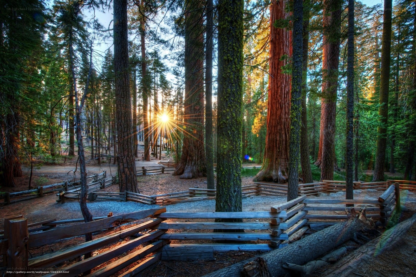 Sunlight through giant sequoias
