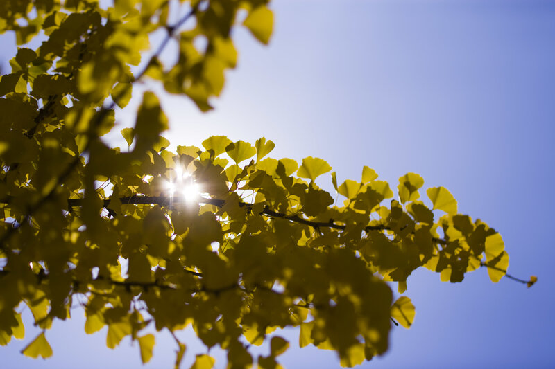 Sunlight through ginkgo leaves