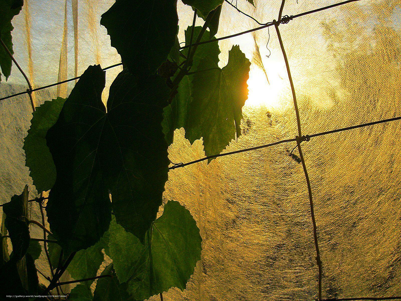 Sunlight through grape leaves