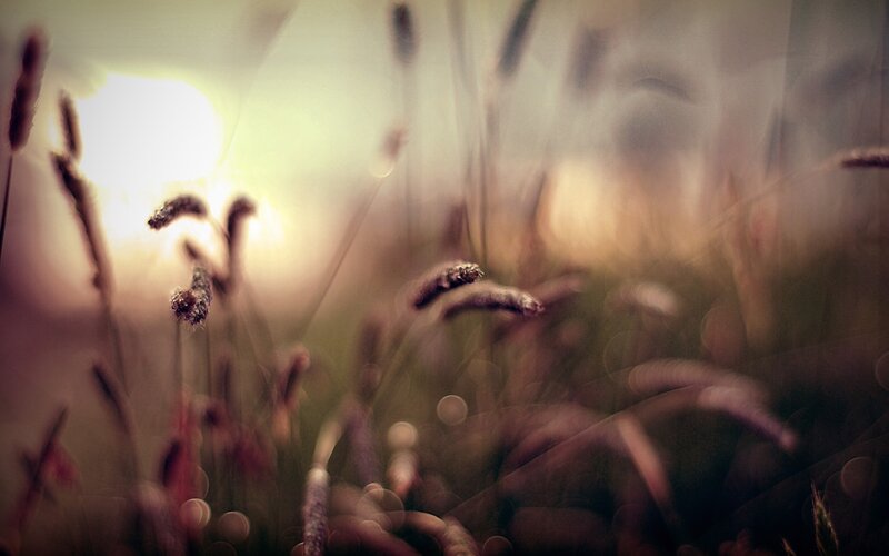 Sunlight through grass