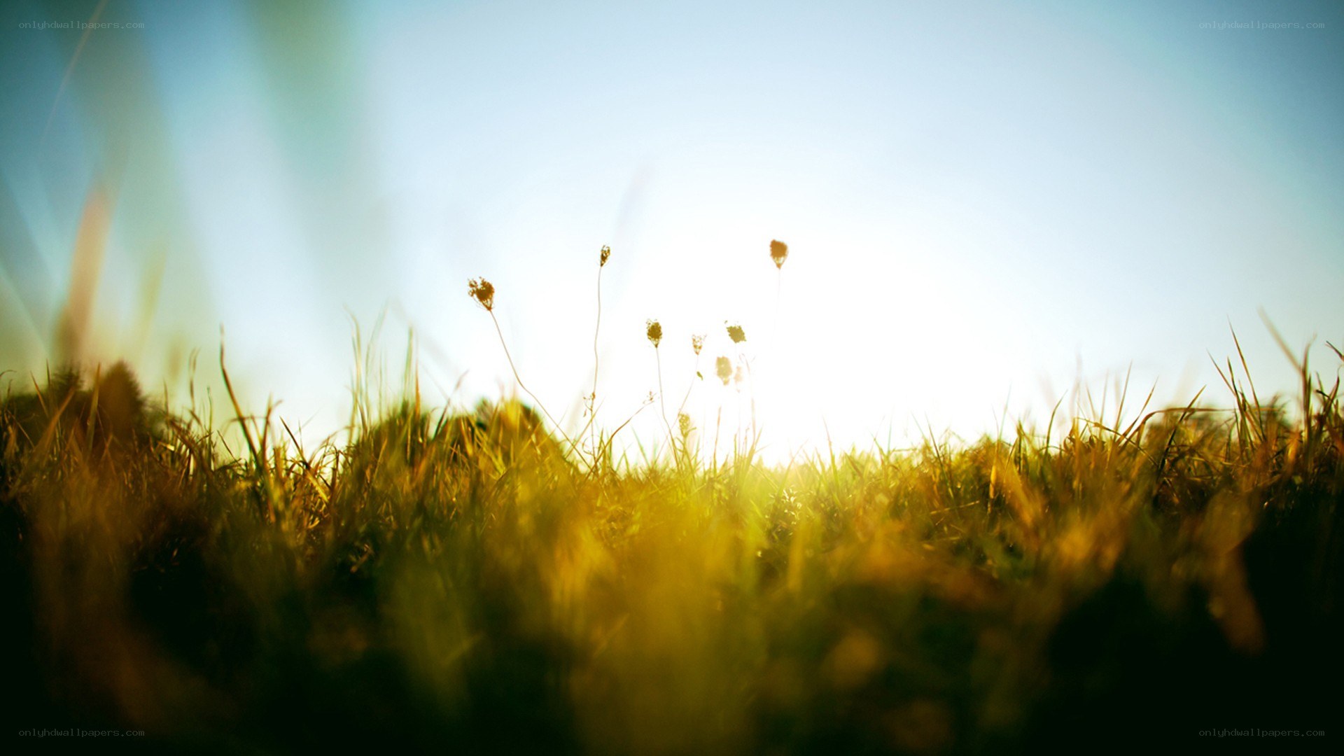 Sunlight through grass