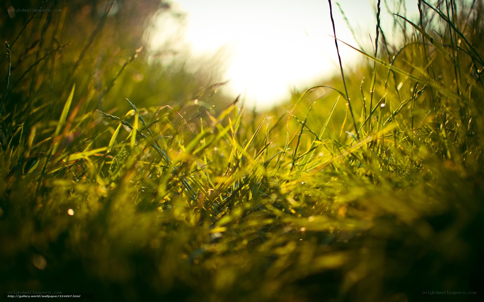 Sunlight through grass
