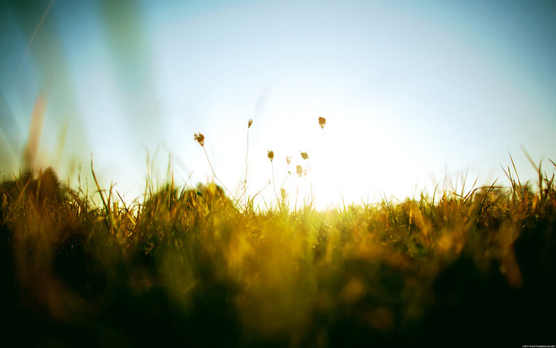 sunlight through grass