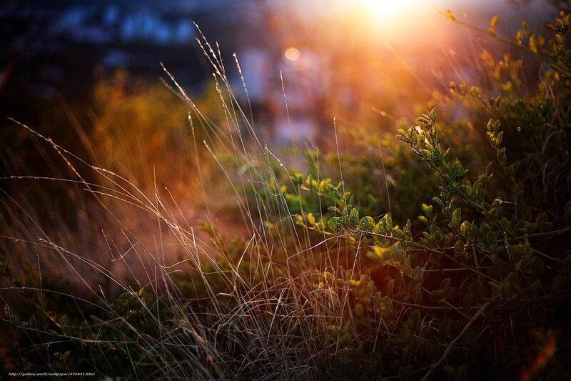 Sunlight through grass and shrubs