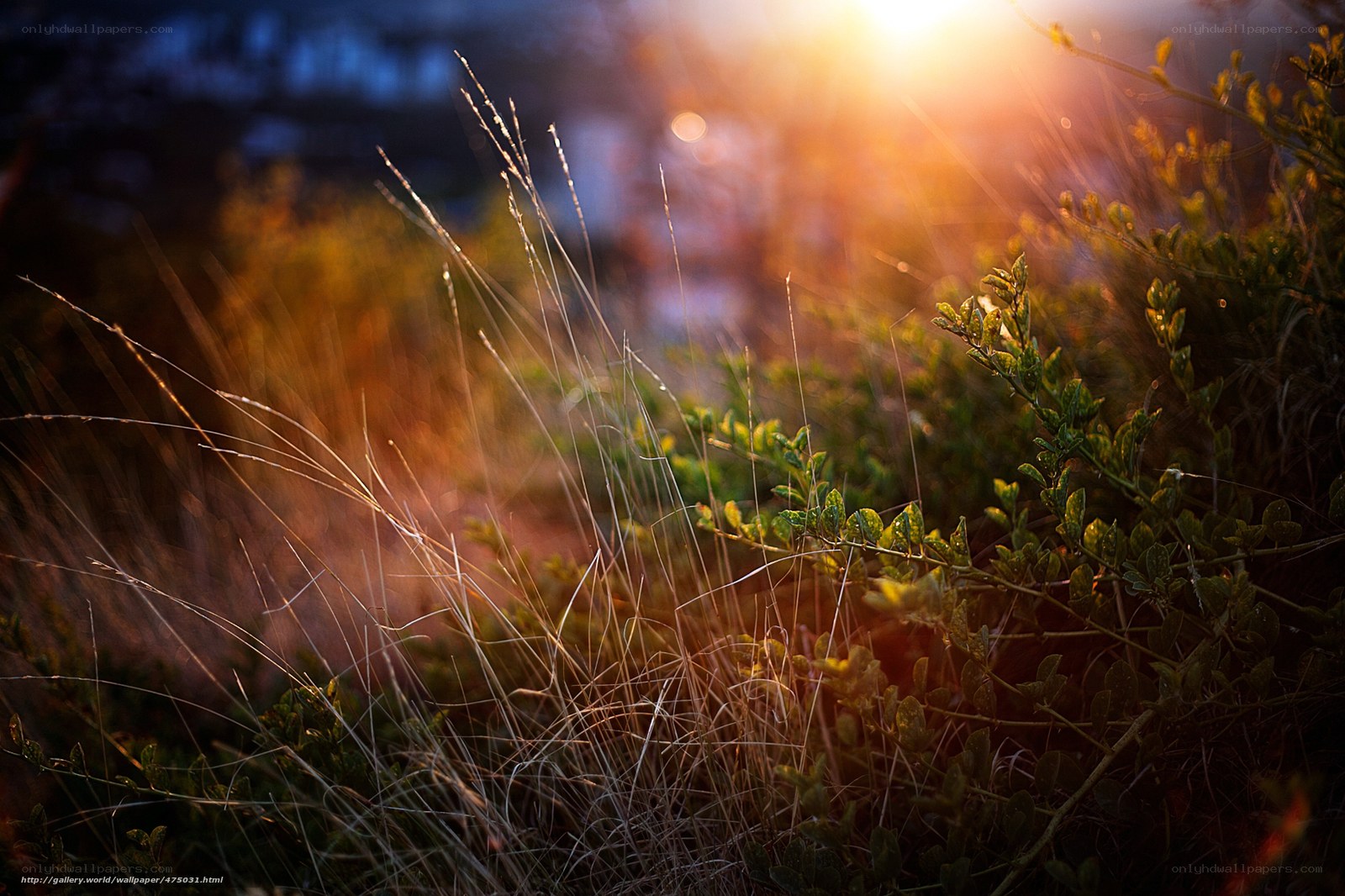 Sunlight through grass and shrubs