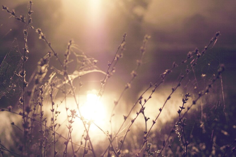 Sunlight through grass and spiderwebs