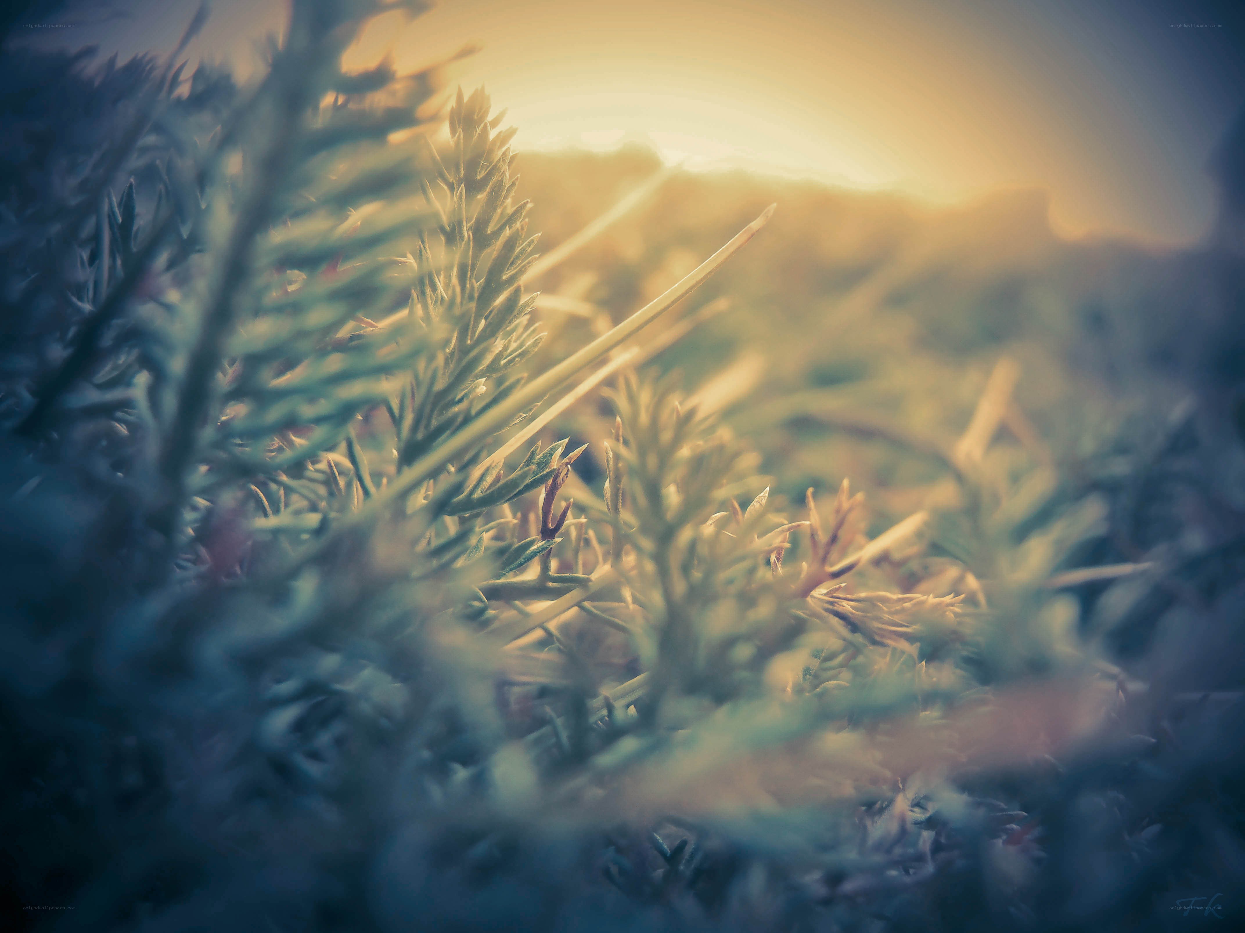 Sunlight through grass at dawn