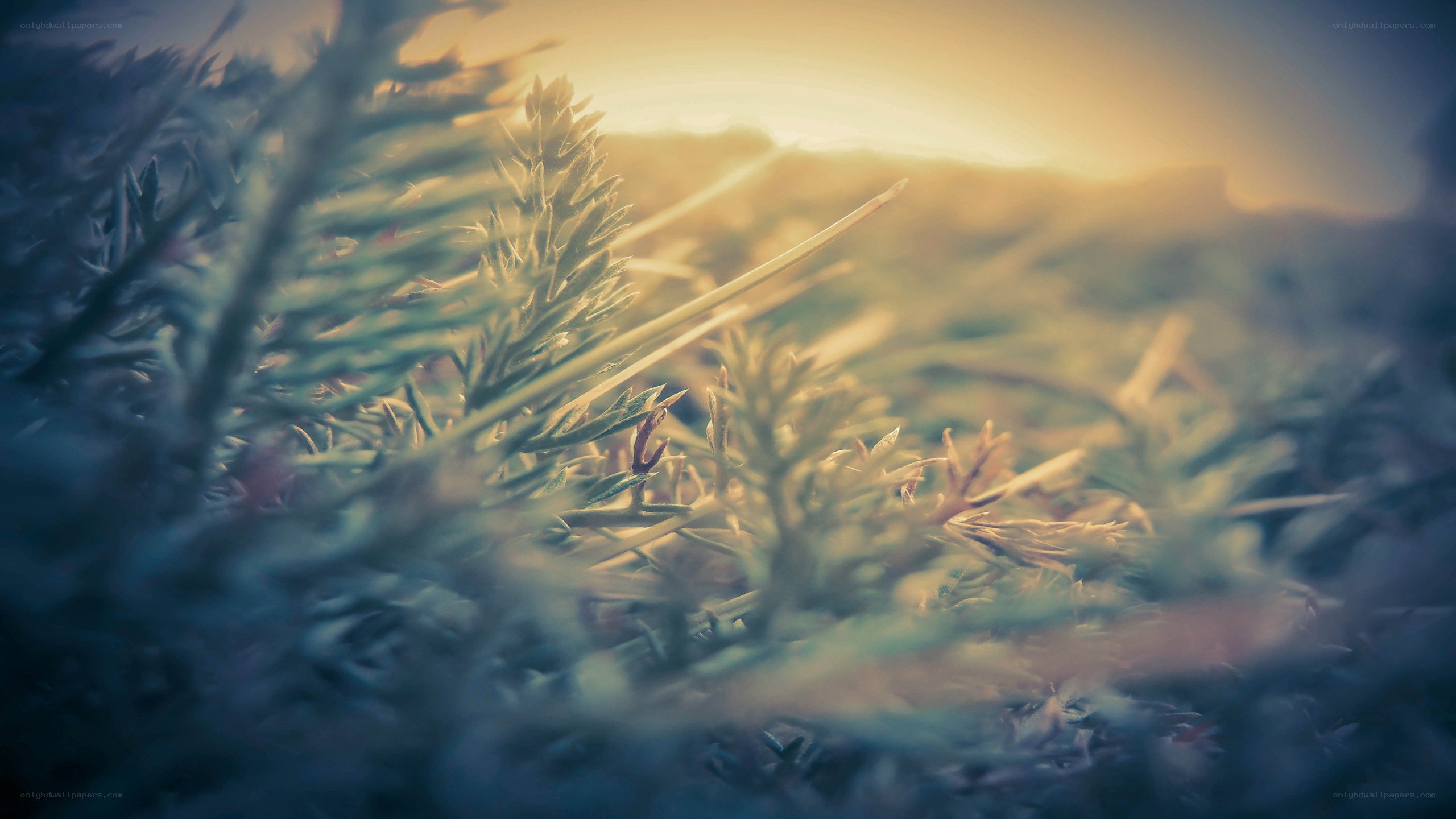 Sunlight through grass at dawn