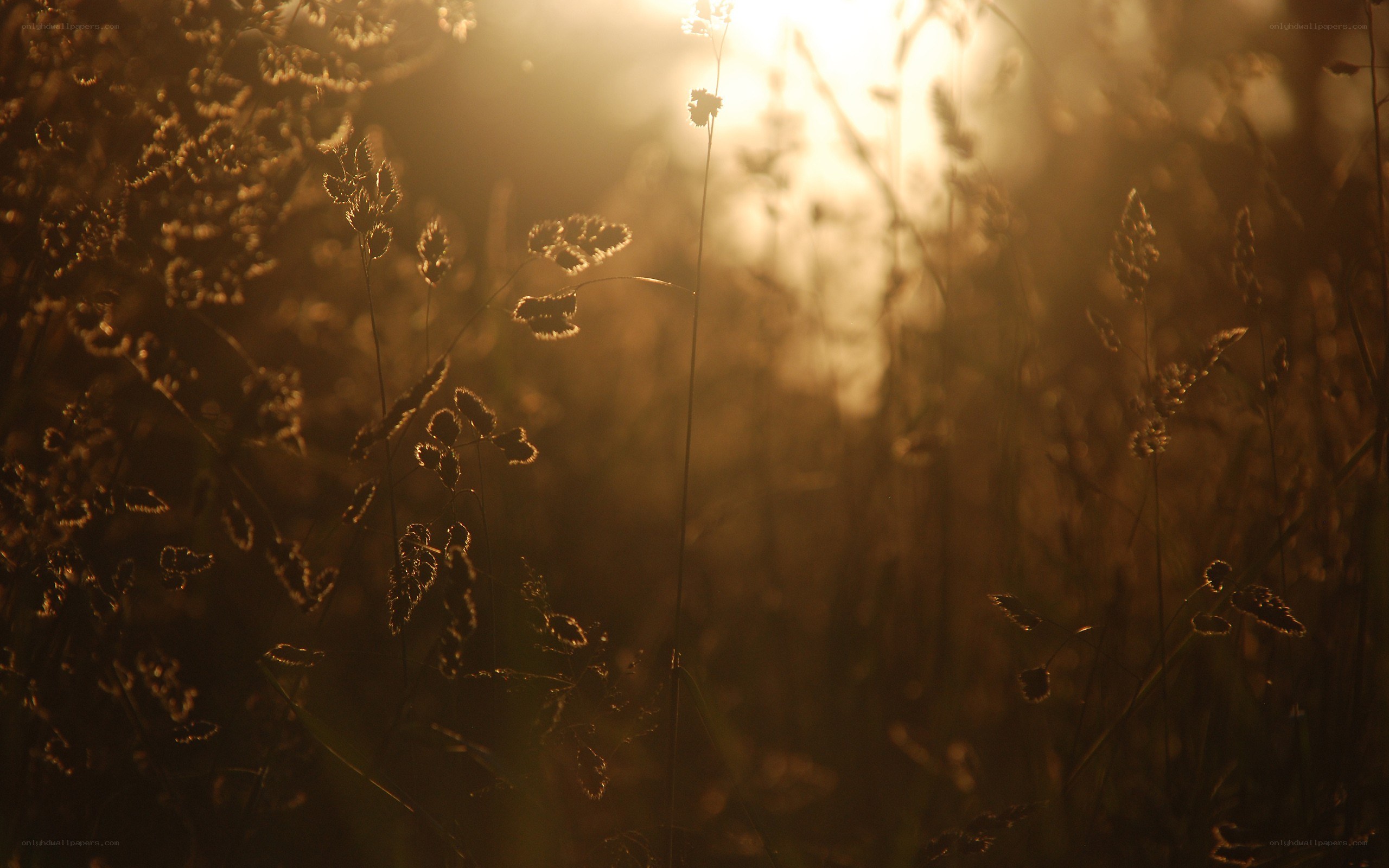 Sunlight through grass at dusk