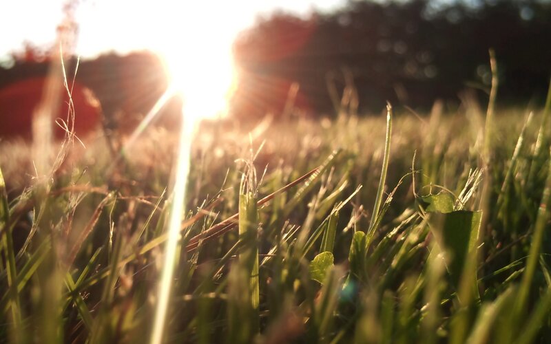 Sunlight through grass blades