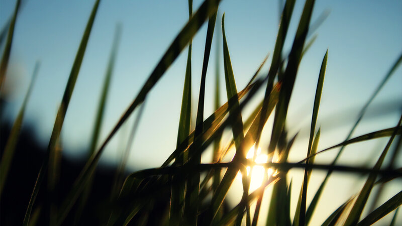 Sunlight through grass blades