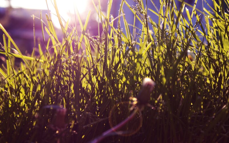 Sunlight through grass blades