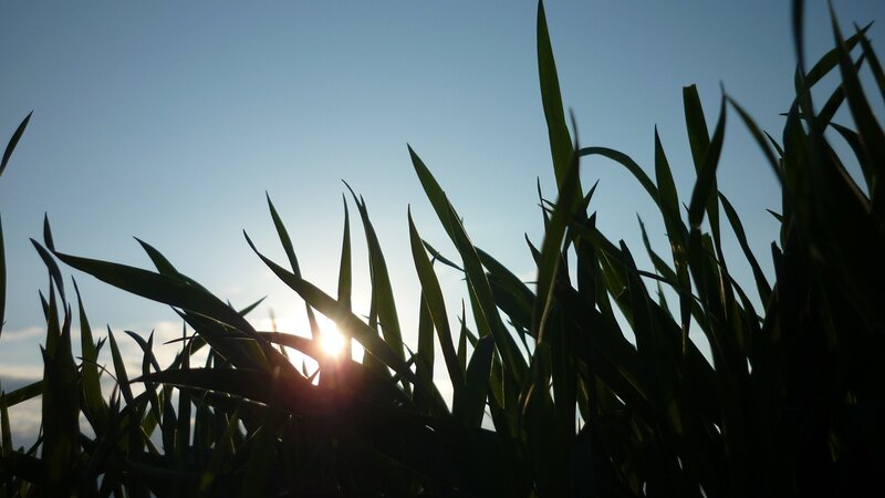 Sunlight through grass blades