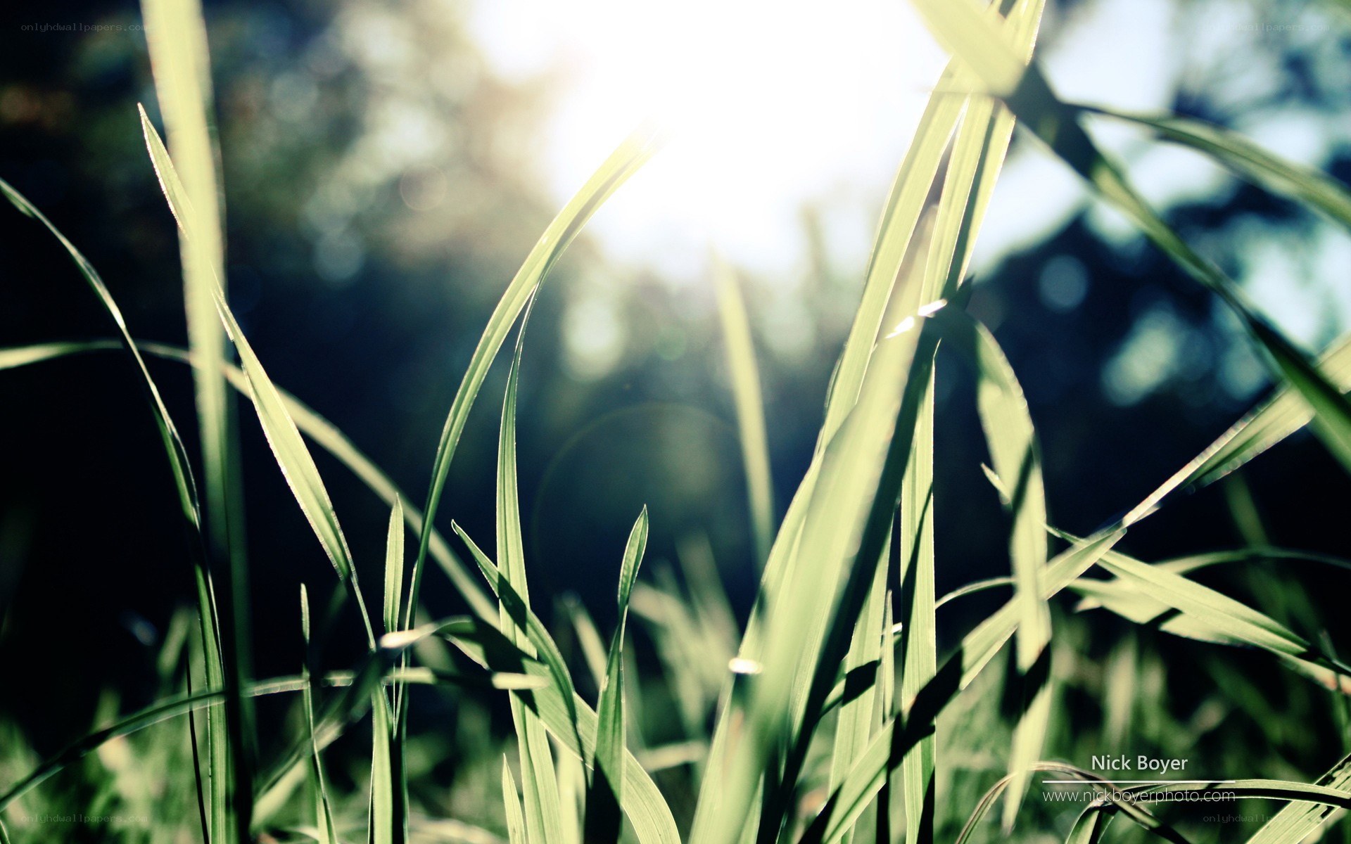 sunlight through grass blades