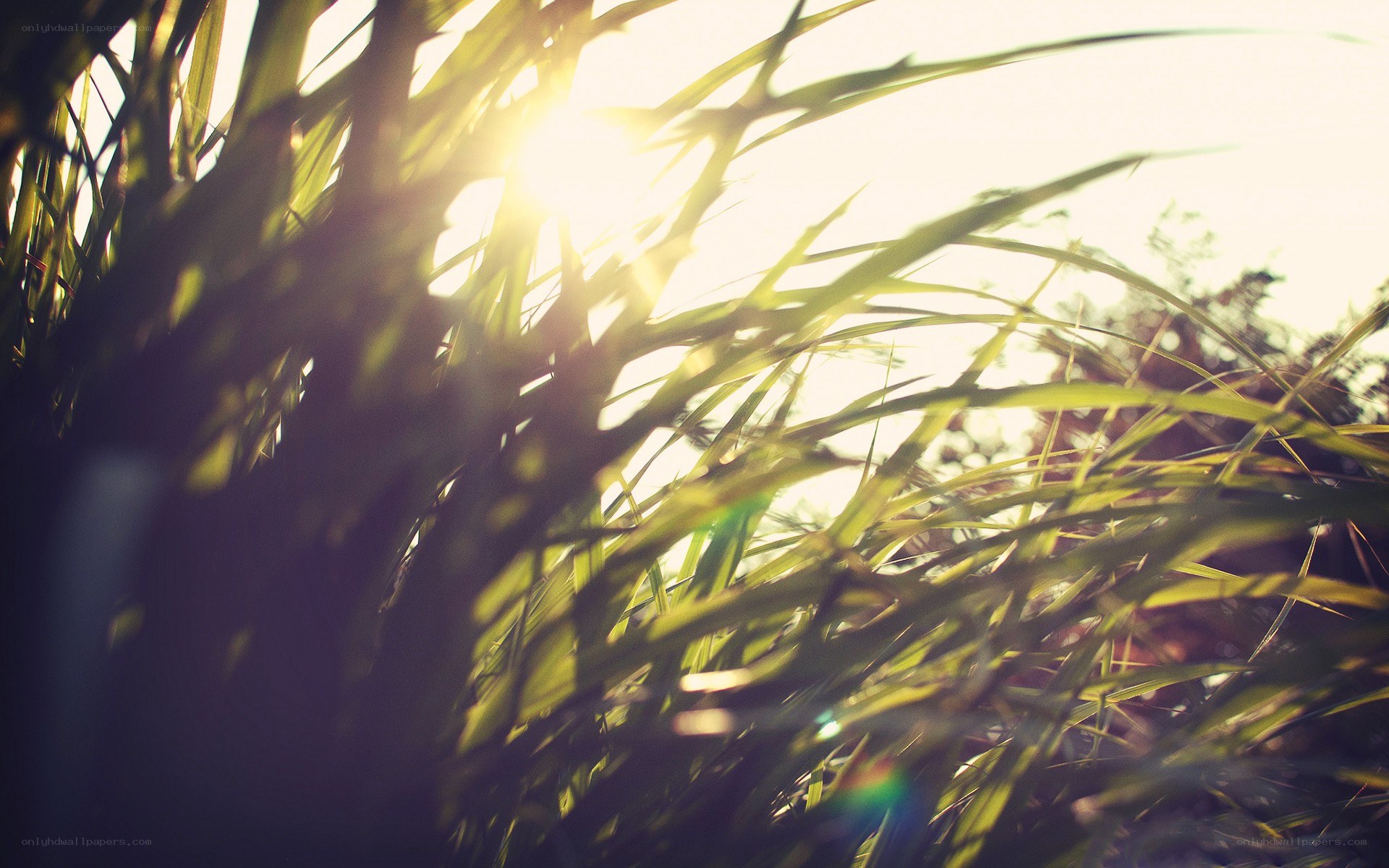 Sunlight through grass blades