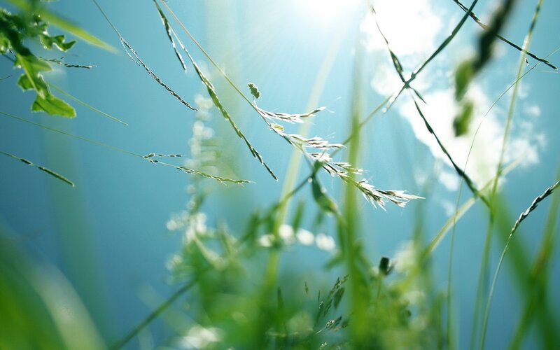 Sunlight through grass blades