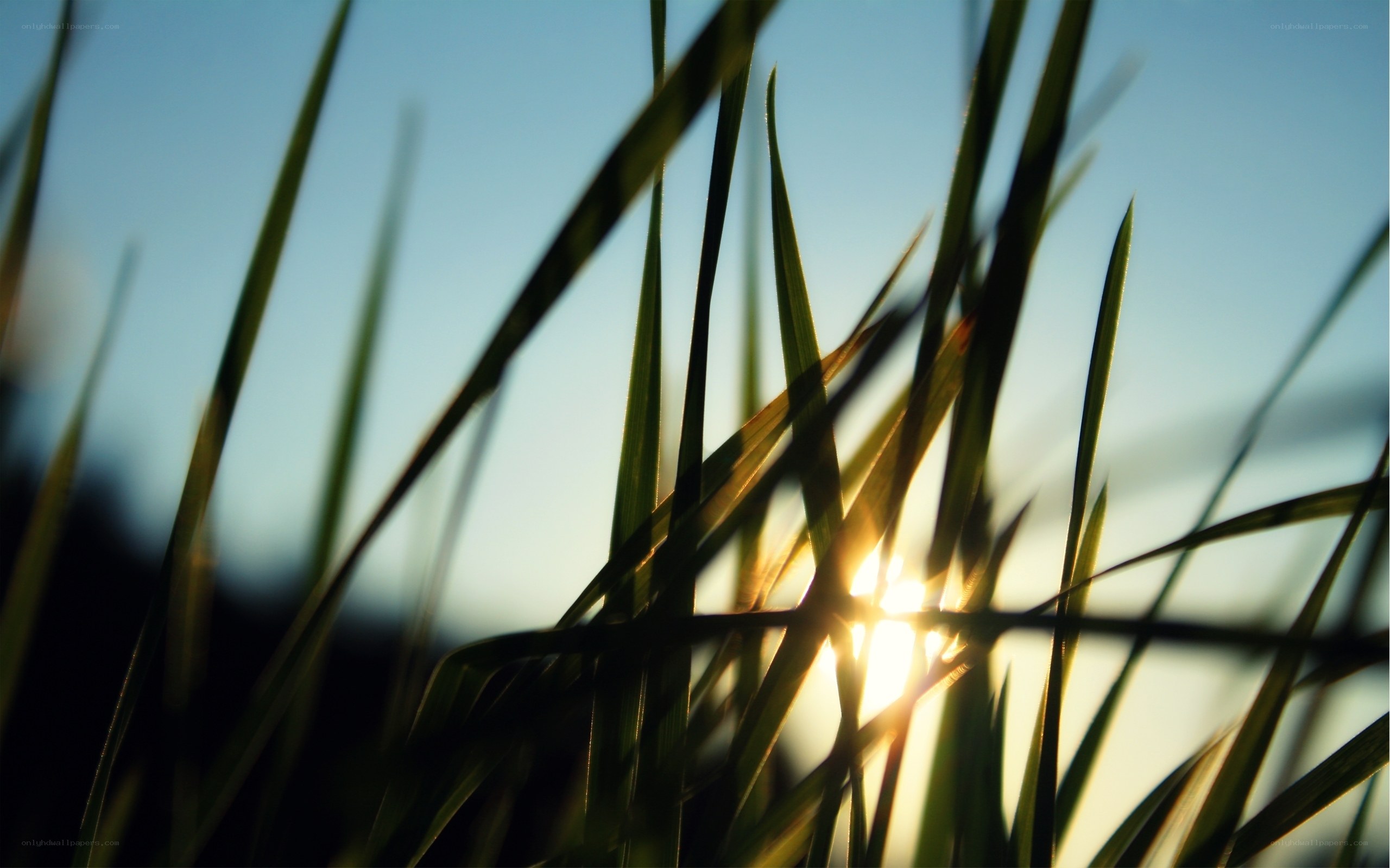 Sunlight through grass blades