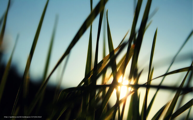 Sunlight through grass blades