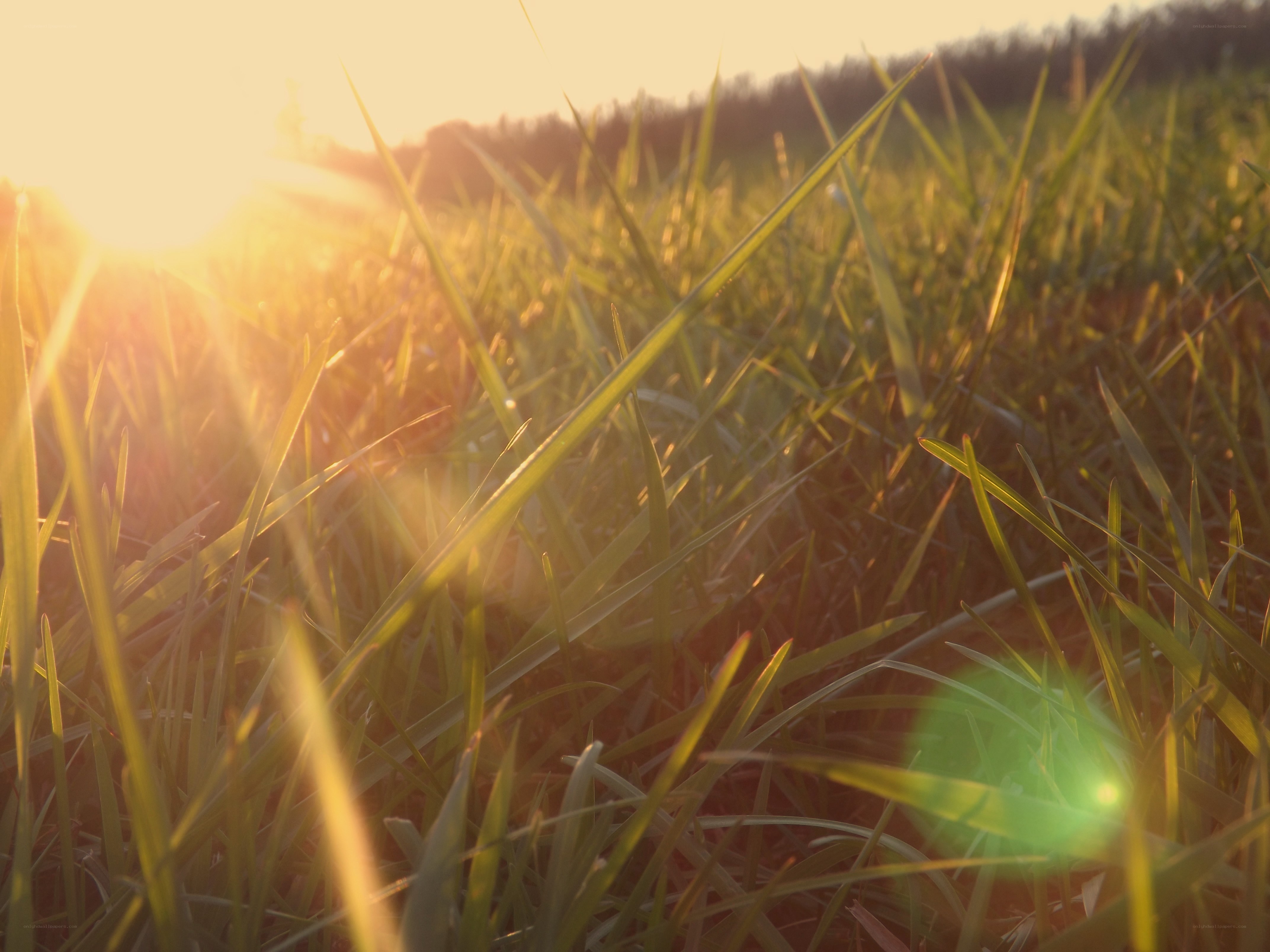 Sunlight through grass field