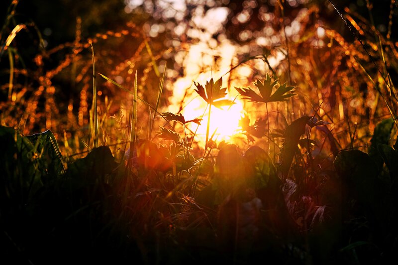 Sunlight Through Grass — Gold