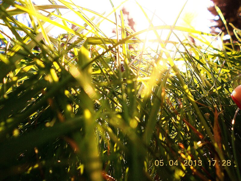 Sunlight Through Grass — Green, Bright