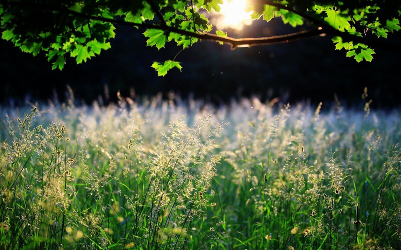 Sunlight Through Grass — Green, Serene, Morning, Photograph