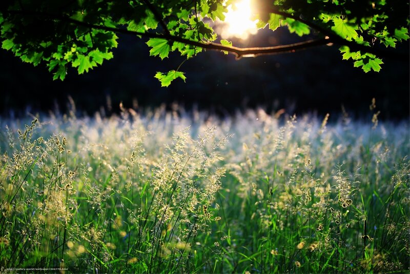 Sunlight Through Grass — Green, Serene, Morning