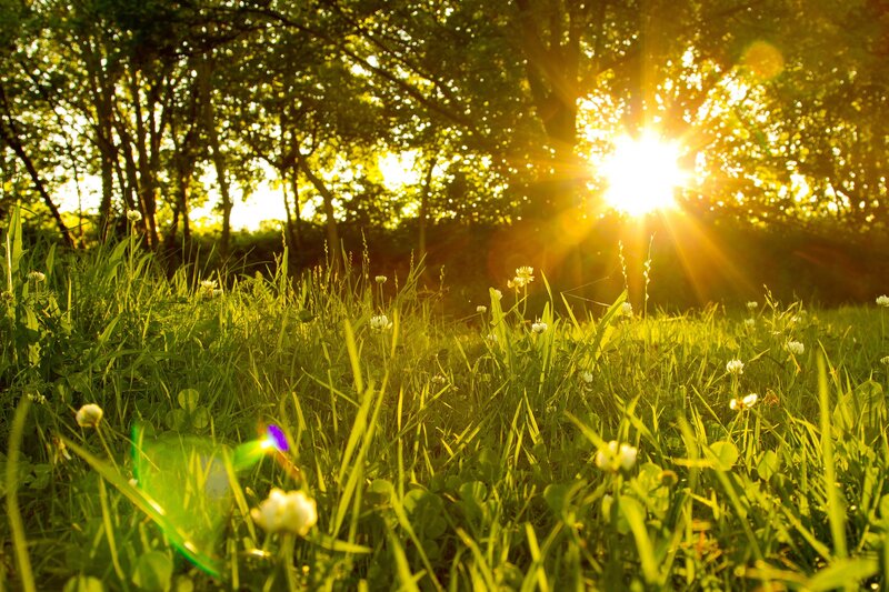 Sunlight Through Grass — Green, Serene, Sunset, Photograph, Flowers
