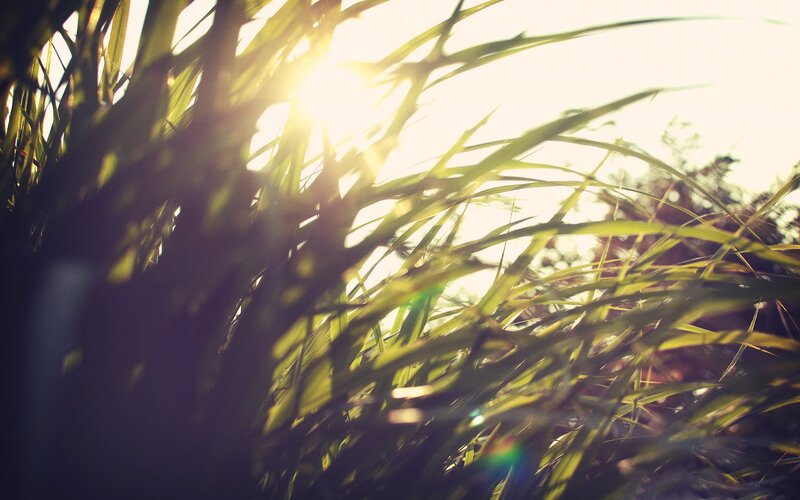 Sunlight Through Grass — Green, Serene, Sunset, Photograph, Sun, Yellow