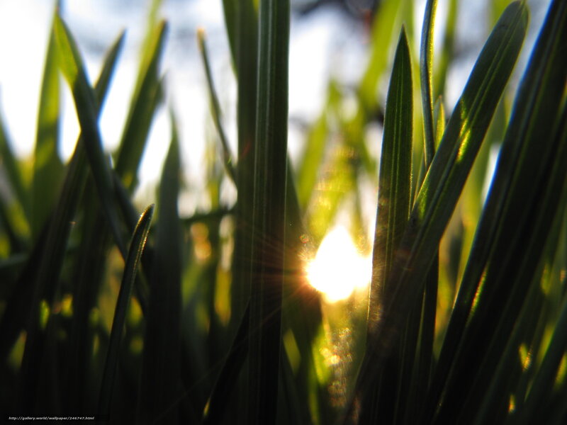 Sunlight Through Grass — Green, Serene