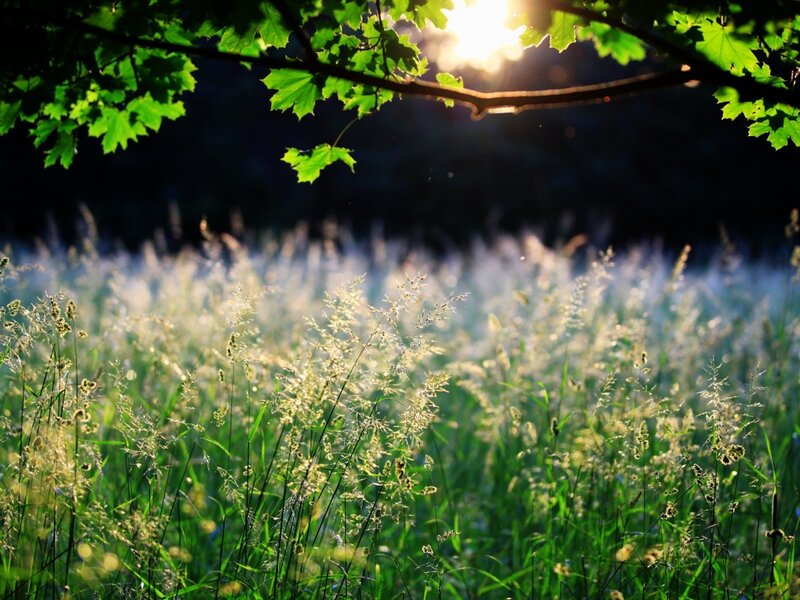Sunlight Through Grass — Green