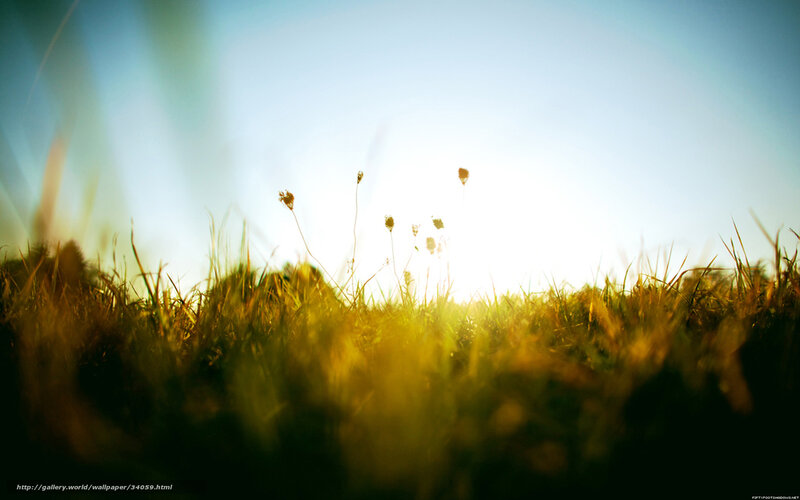 Sunlight through grass