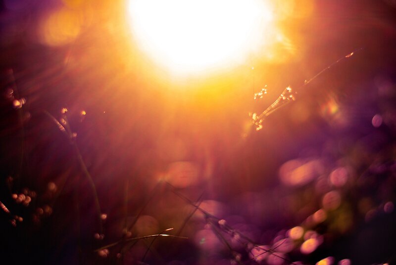 Sunlight Through Grass — Yellow, Dramatic