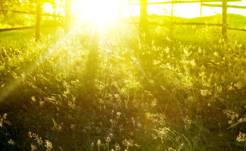 Sunlight Through Grass — Yellow, Serene, Sunset, Photograph