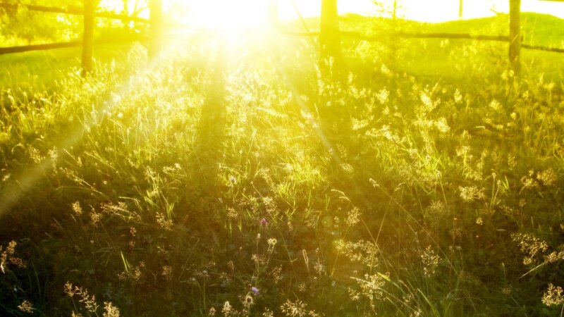 Sunlight Through Grass — Yellow, Serene, Sunset