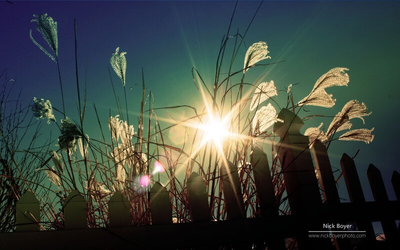 Sunlight through grasses
