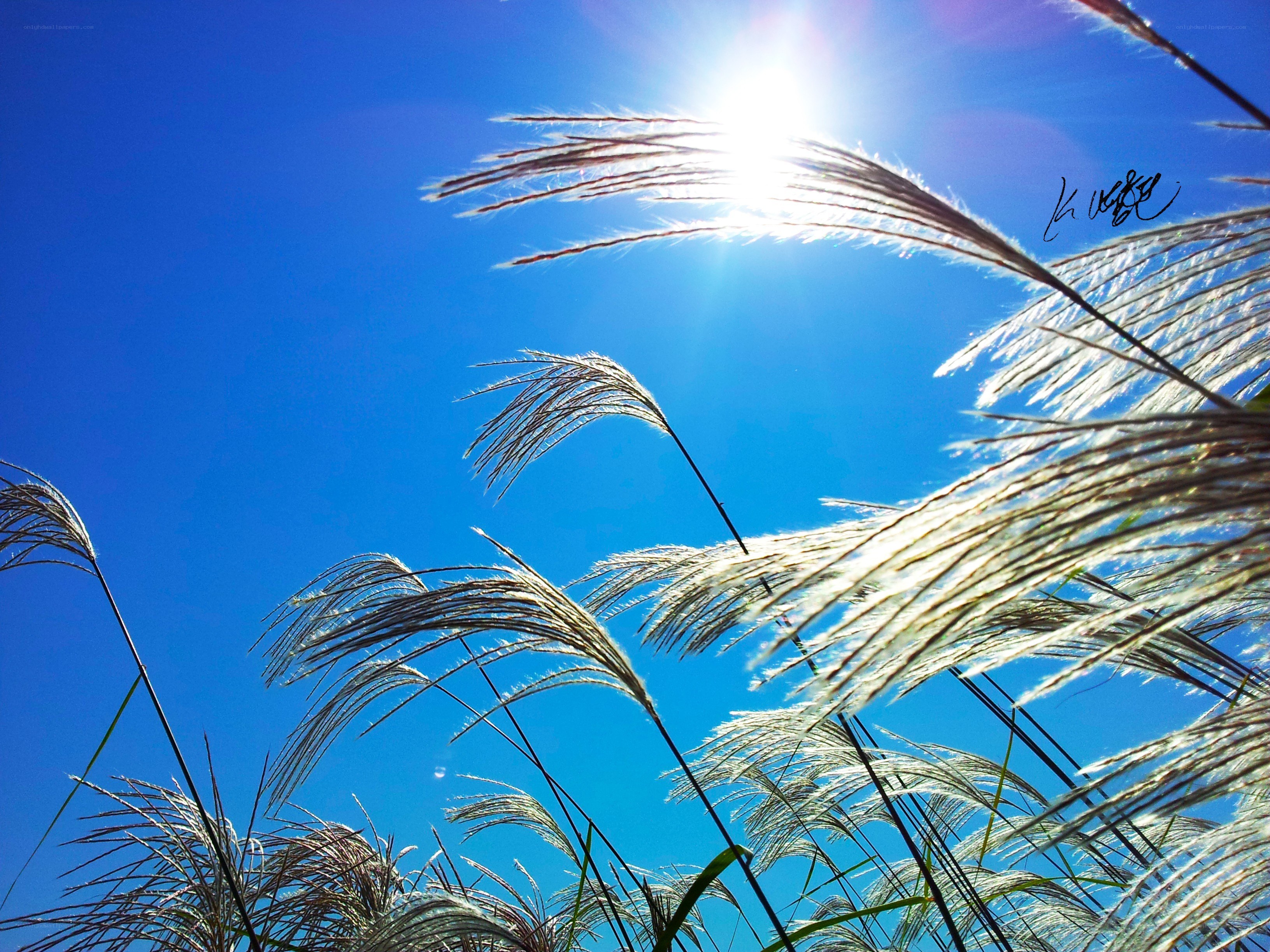 Sunlight through grasses