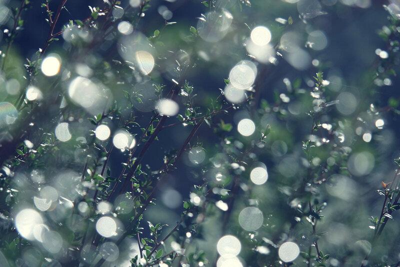 Sunlight through green foliage