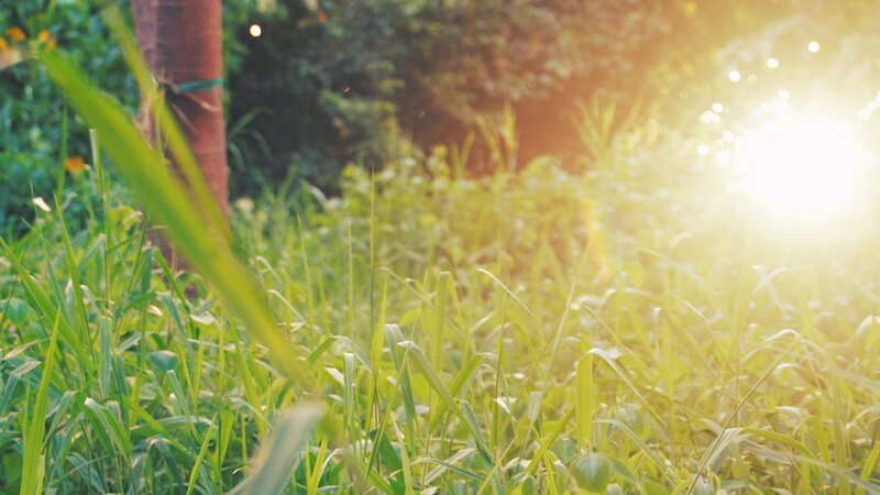Sunlight through green grass