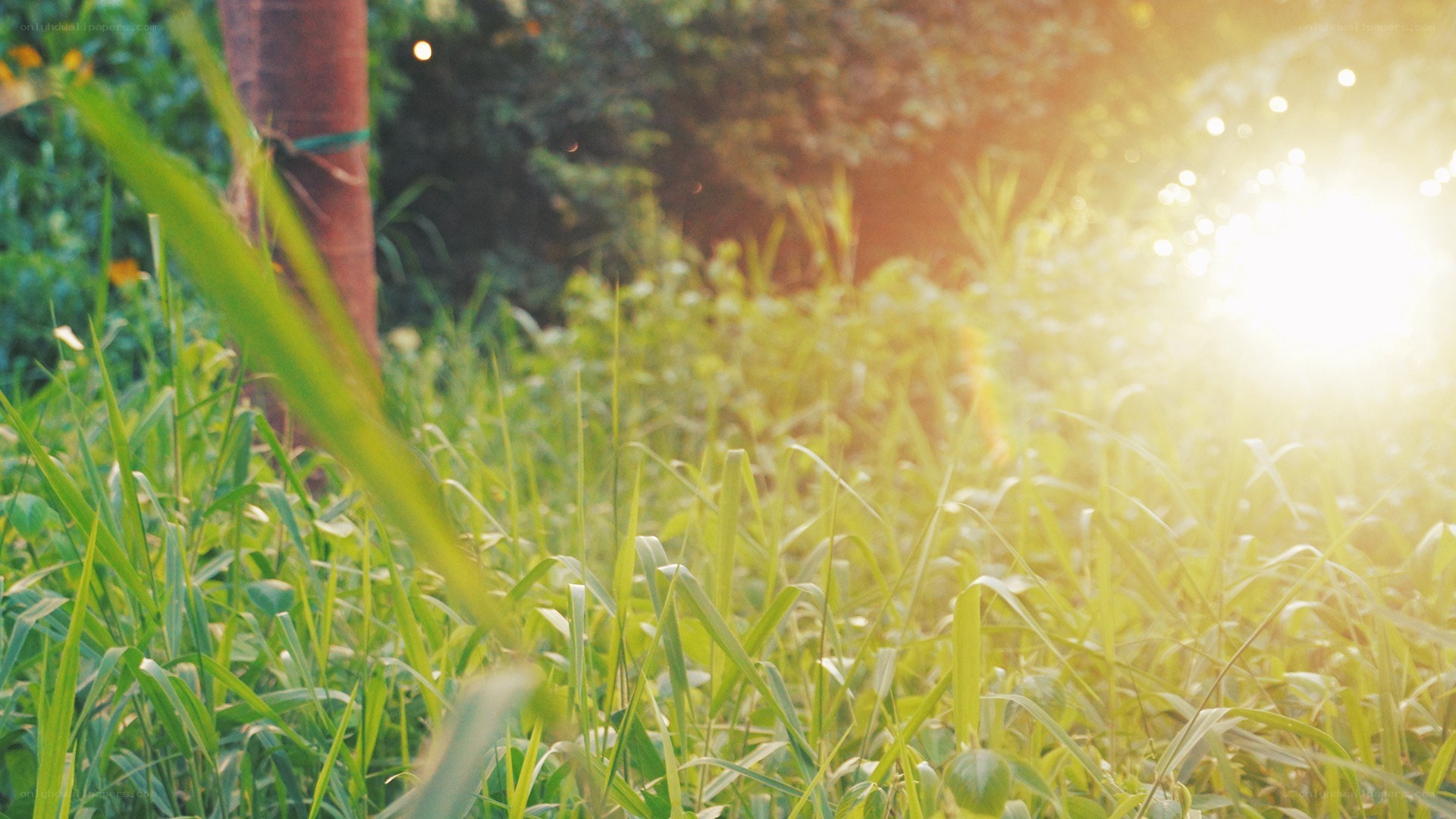 Sunlight through green grass