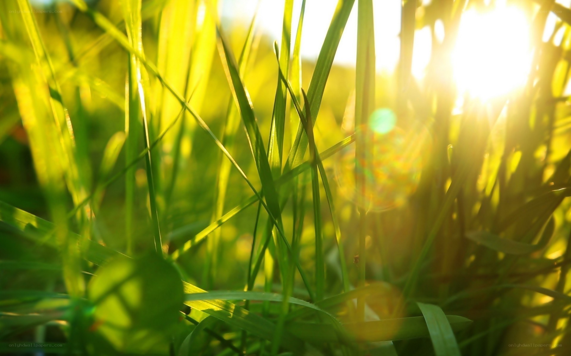 Sunlight through green grass