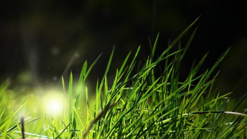 sunlight through green grass
