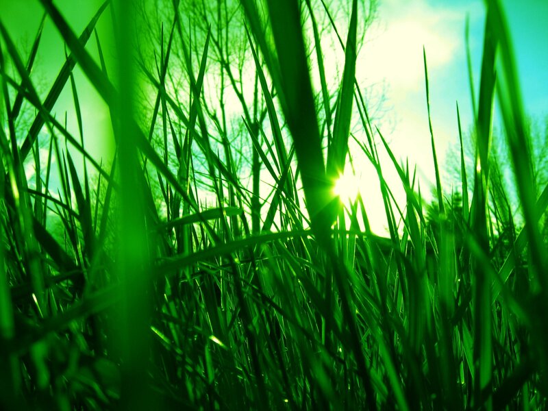 Sunlight through green grass