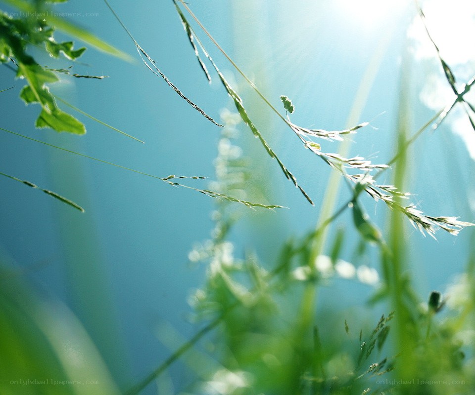 Sunlight through green grass